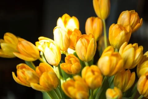 Tulips on a dark background Stock Photos