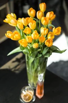 Tulips on a dark background Stock Photos