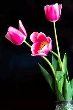 Tulips on a dark background Stock Photos