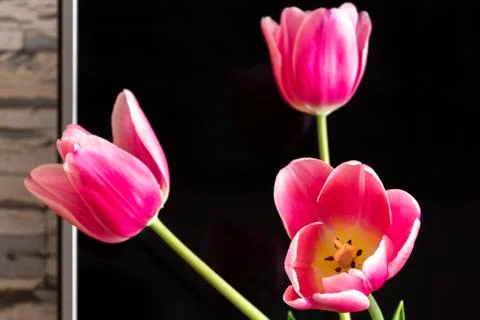 Tulips on a dark background Stock Photos
