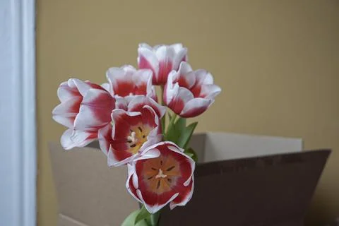 Tulips in decorative box 写真素材