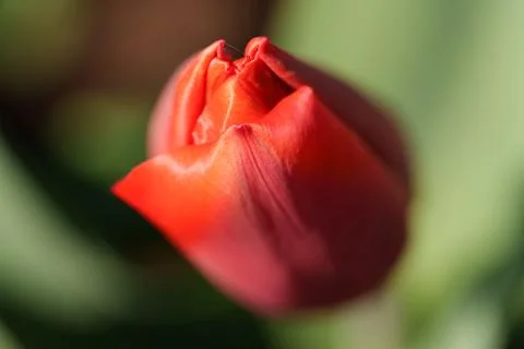 Tulips for desktop, wallpaper 库存照片