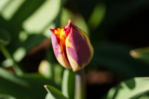 Tulips for desktop, wallpaper 스톡 사진
