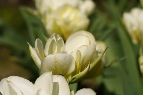 Tulips for desktop, wallpaper Фото