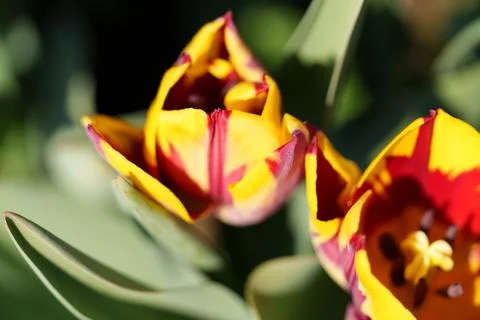 Tulips for desktop, wallpaper 库存照片