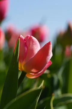 Tulips for desktop, wallpaper 库存照片