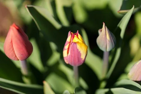 Tulips for desktop, wallpaper Stock-Fotos