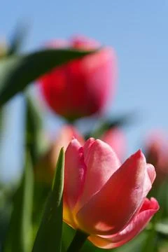 Tulips for desktop, wallpaper Stock-Fotos