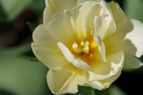 Tulips for desktop, wallpaper 스톡 사진