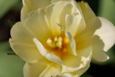 Tulips for desktop, wallpaper 库存照片