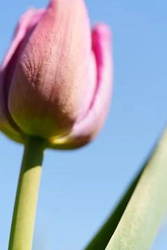 Tulips for desktop, wallpaper 스톡 사진