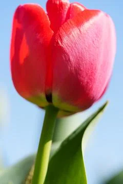 Tulips for desktop, wallpaper 库存照片
