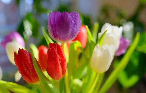 Tulips with dew drops Free Stock Photos