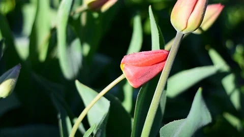 Tulips with dew drops in the sunlight, image of spring Stock Footage 117591155