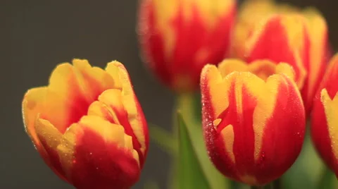 Tulips in the dew Stock Footage 47879562