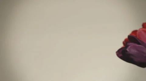 Tulips dolly slide Stockbeeldmateriaal 6964967