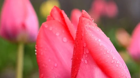 Tulips with drops after rain close-up Stock Footage 106785845