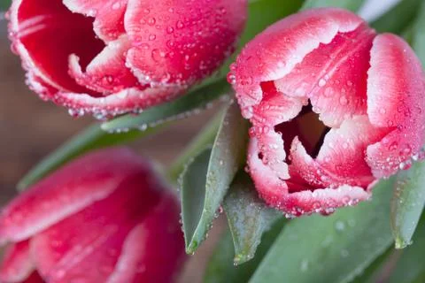 Tulips in drops of dew close up Stock Photos