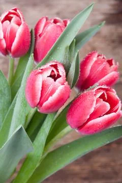 Tulips in drops of dew Stock Photos