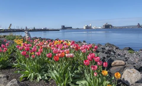 Tulips at Duluth Harbor Stock Photos