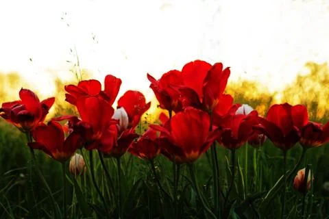 Tulips during the sunset Stock Photos