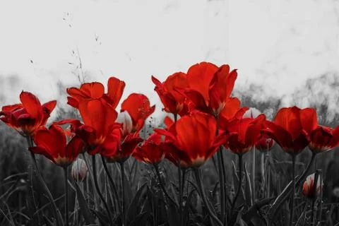 Tulips during the sunset Stock Photos