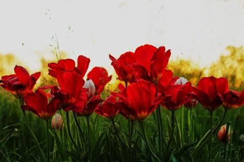 Tulips during the sunset Stock Photos