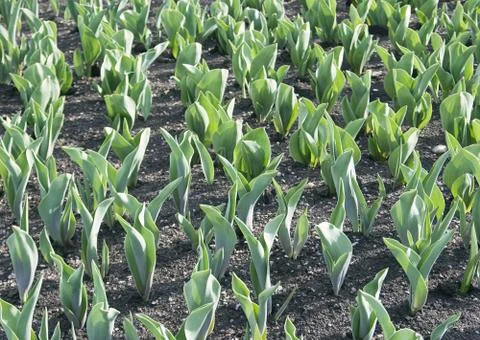 Tulips in early spring Stock Photos