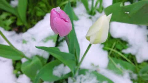 Tulips emerging from snow in spring Video stock 274786780