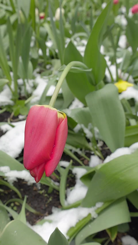 Tulips emerging from snow in spring 库存影片 274800867