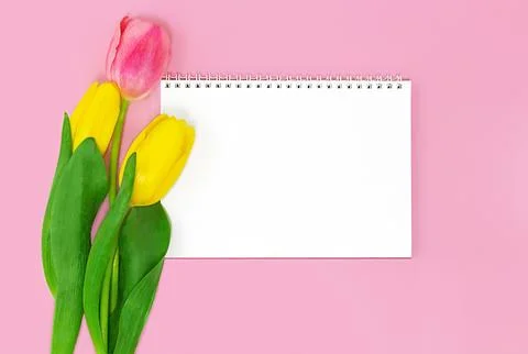 Tulips with empty notebook with spiral on pink background. greeting card. C.. Stock Photos