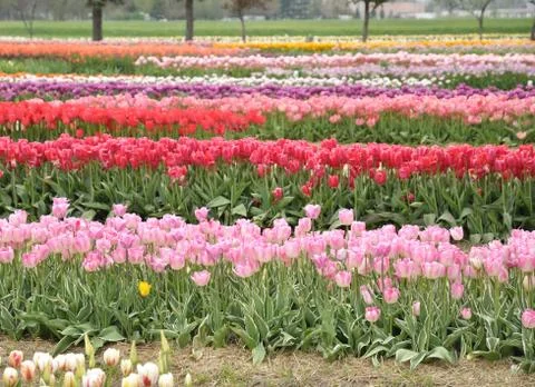 Tulips farm Stock Photos