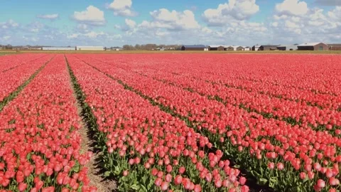 Tulips field 2 Stock Footage 276604070