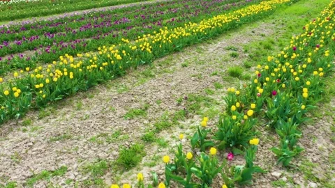 Tulips field Stock Footage 170775164