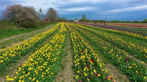Tulips field Video stock 170775180