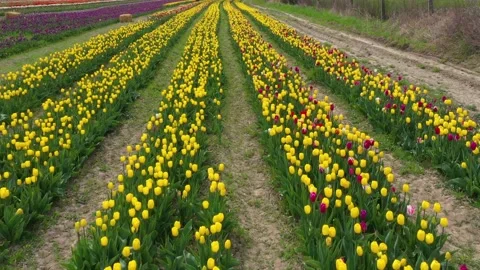 Tulips field Stock Footage 170775236