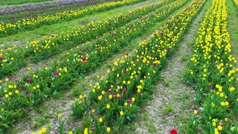 Tulips field Video stock 170775250