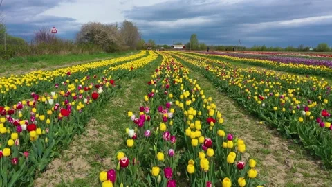 Tulips field Stock Footage 170775276