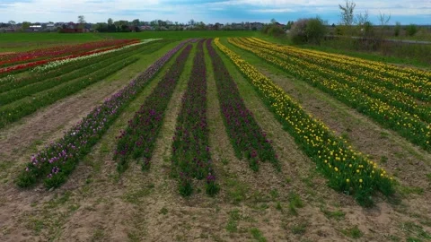 Tulips field Stock Footage 170775294