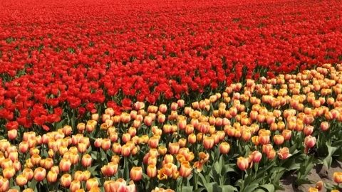 Tulips field Stock Footage 276604069