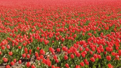 Tulips field Stock Footage 276604073