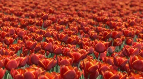 Tulips in the Field, Orange Stock-Footage 10883982