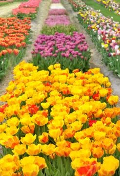 Tulips field Stock-Fotos