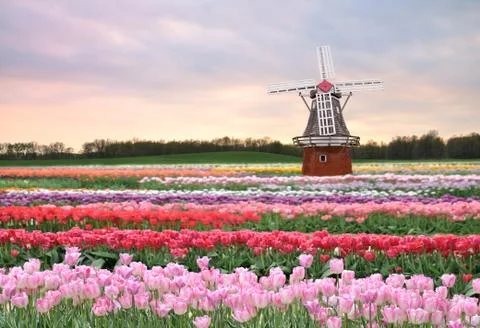 Tulips field Photos