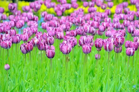 Tulips on field Stock Photos