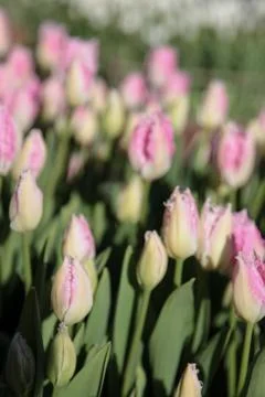 Tulips field Stock Photos