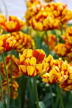 Tulips field Stock Photos