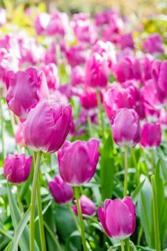 Tulips field Foto stock