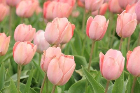 Tulips in a field Stock Photos