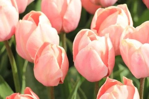 Tulips in a field Foto stock